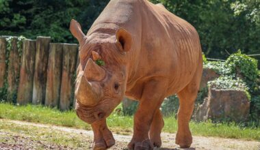 Important Update Regarding Our Black Rhino, Manyara • Paignton Zoo