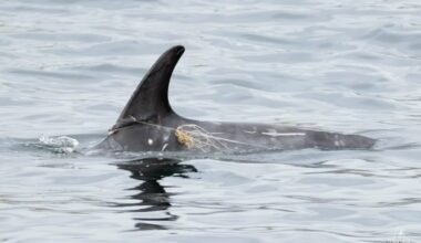 Photo shows dolphin’s fin tangled in monofilament line