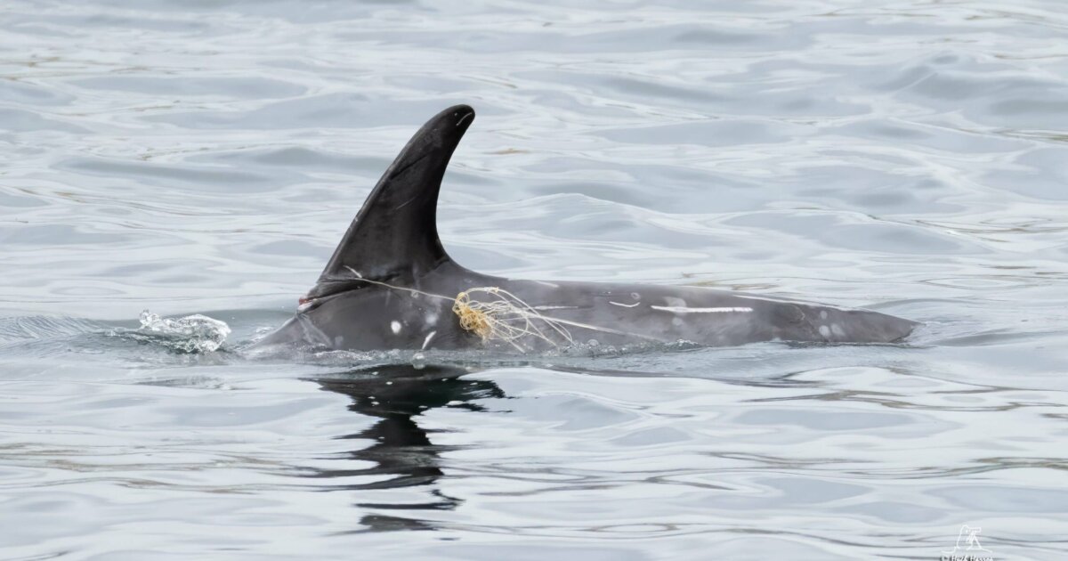 Photo shows dolphin’s fin tangled in monofilament line