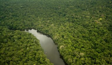 Giant trees of the Amazon get taller as forests fatten up on carbon dioxide