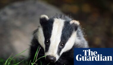 Labour could end badger cull but only with Covid-style testing and vaccines – report | Wildlife