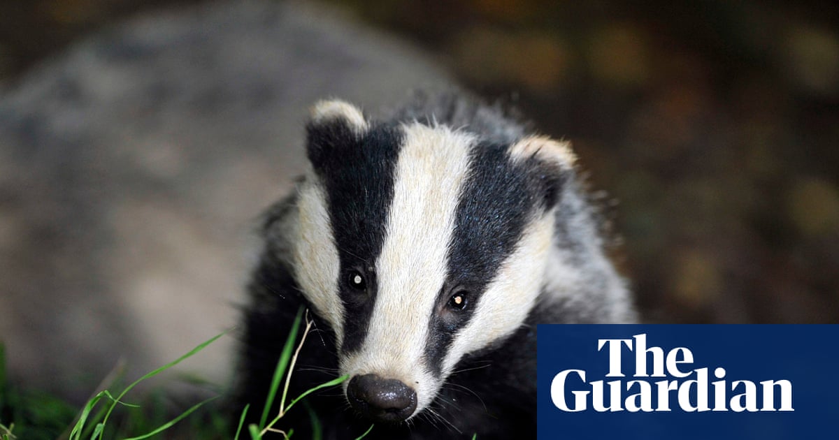 Labour could end badger cull but only with Covid-style testing and vaccines – report | Wildlife