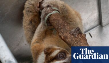 Week in wildlife: a slow loris, a tiny deer and a glamorous dumpling squid | Environment