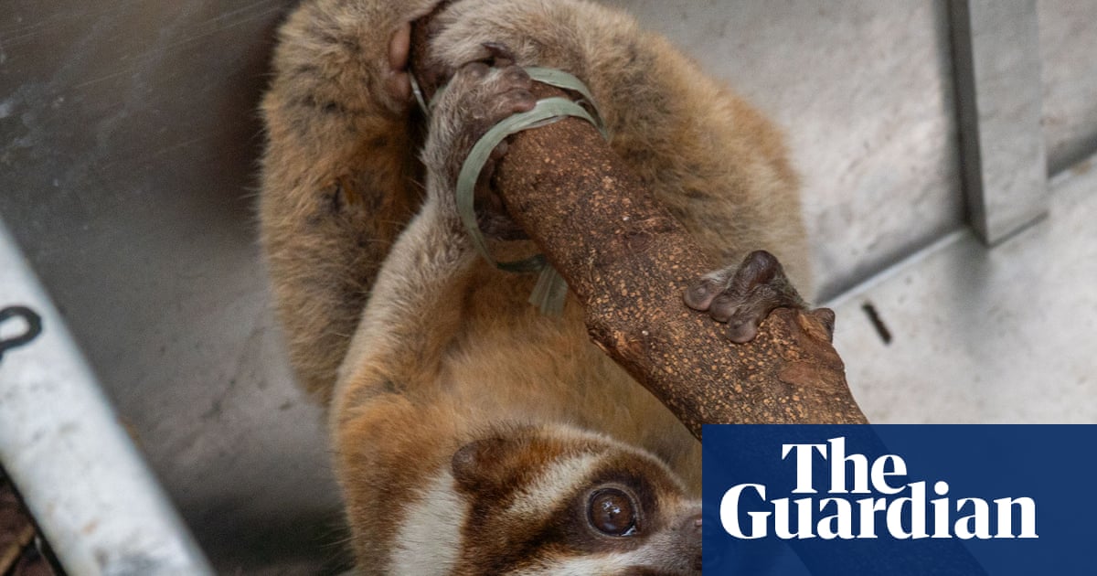 Week in wildlife: a slow loris, a tiny deer and a glamorous dumpling squid | Environment