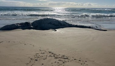 Dark side of 10,000km annual Aussie phenomenon most tourists don't see: 'They just give up'