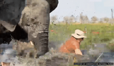 Elephants flip and trample British tourists’ canoes in Botswana