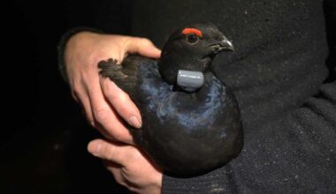 Black grouse fledge first chicks on North York Moors for 200 years