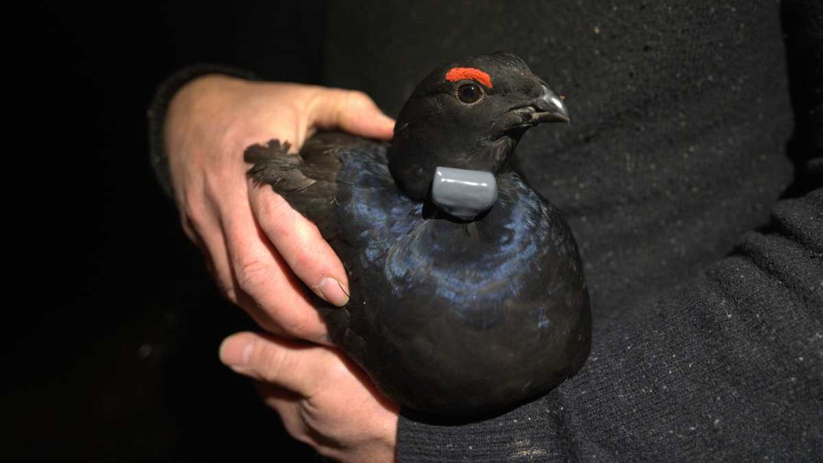 Black grouse fledge first chicks on North York Moors for 200 years