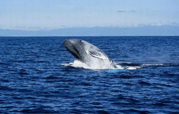 Whale