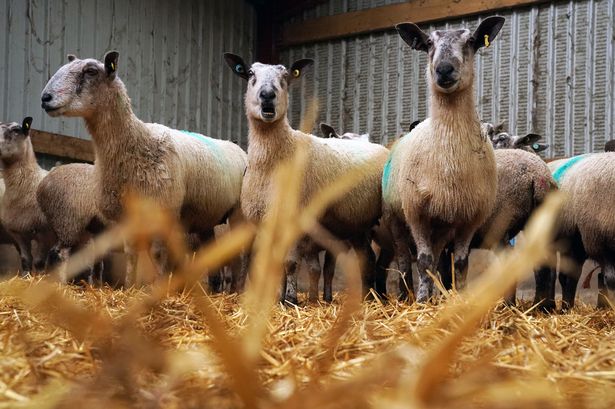 Sheep at the Carrick T and Son at High Crossgill Farm in Alston Moor, Cumbria