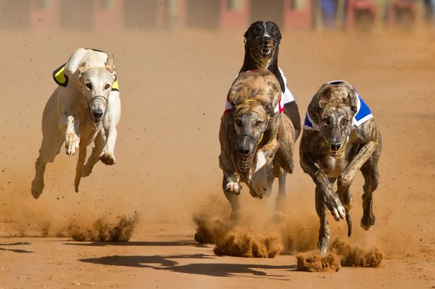 Greyhound racing could be banned in Scotland