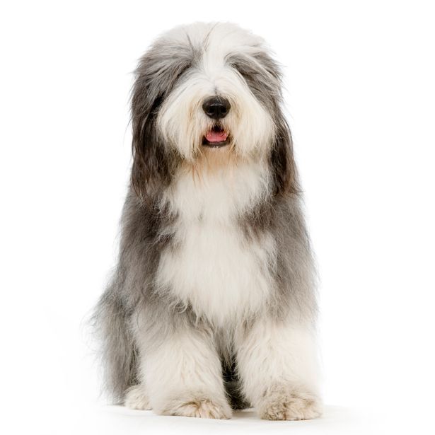 Bearded Collies are a good fit for active families