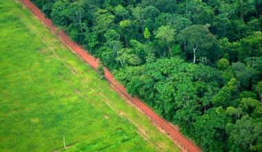 US loggers and Latin America try to defang EU forestry law