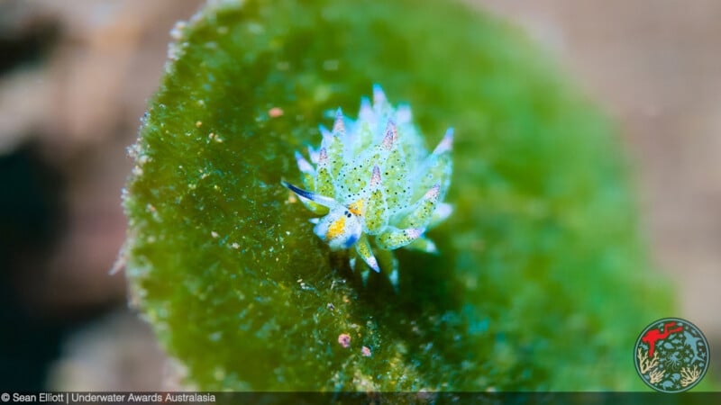 A close-up of a small, colorful sea slug with blue-tipped cerata rests on a vibrant green algae leaf underwater. The background is softly blurred. Underwater Awards Australasia logo is in the bottom right corner.
