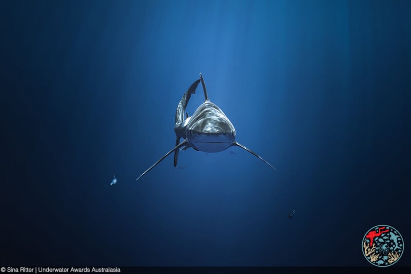 A great white shark swims directly toward the camera in clear blue ocean water, illuminated by sunlight from above. The sea appears deep and open, with faint fish visible in the background.