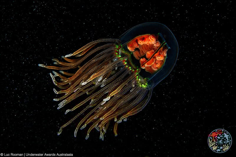 A brightly colored jellyfish with long, flowing tentacles swims against a dark, starry underwater background. The jellyfish’s bell is transparent, revealing red internal structures and bioluminescent green spots.