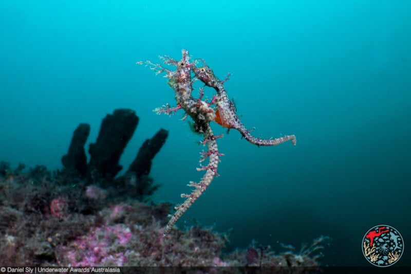 A pair of ornate ghost pipefish float near a coral reef in clear blue-green water, blending in with their surroundings. Black coral structures rise in the background.
