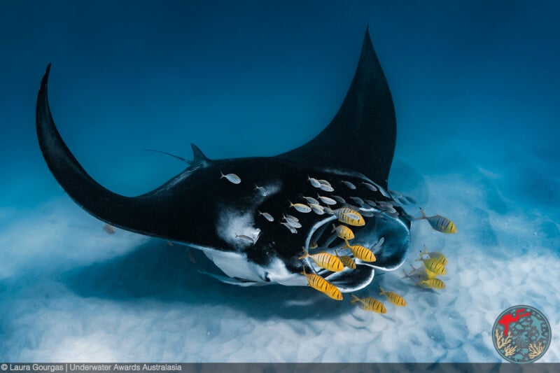 A large manta ray swims over sandy ocean floor while surrounded by several small yellow and white fish swimming close to its head and body in clear blue water.