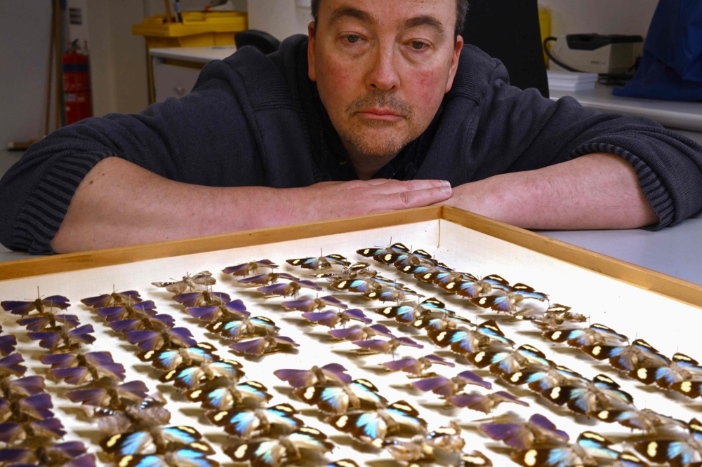 Simon Hinkley, collection manager of terrestrial invertebrates at the Museums Victoria Research Institute, inspecting a collection of butterflies at the Melbourne Museum. — AFP pic