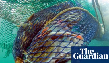 Bottom trawling to continue in English protected waters, government rules | Fishing