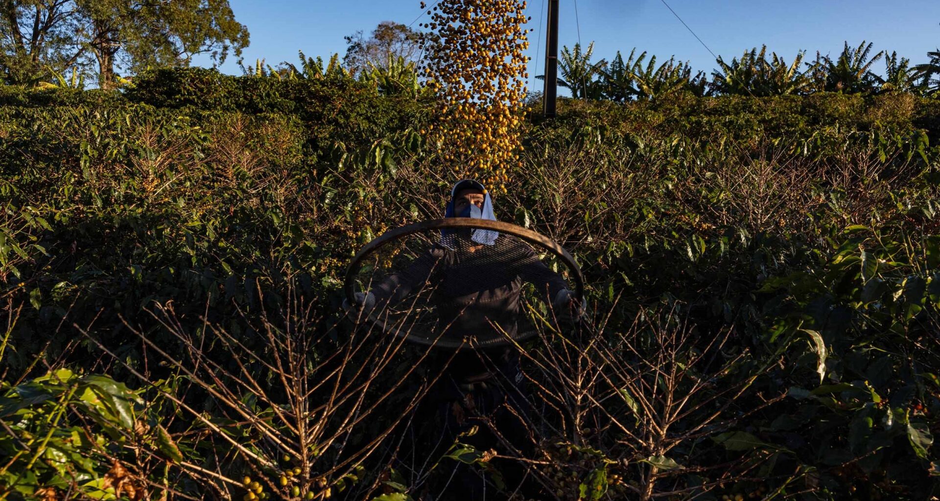 Opening the EU Deforestation Regulation would create risk for companies