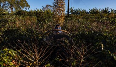 Opening the EU Deforestation Regulation would create risk for companies