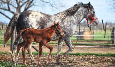 Gene-edited polo horses stir controversy