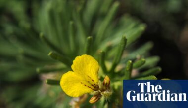 Specieswatch: UK’s endangered ground-pine flourish in perfect year | Environment
