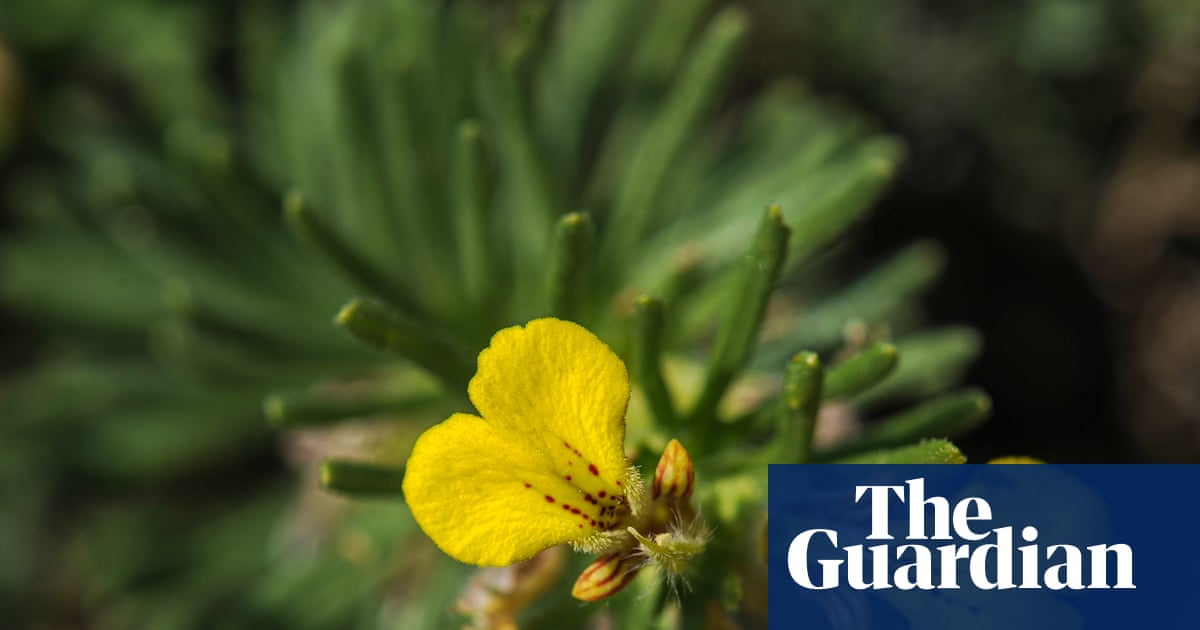 Specieswatch: UK’s endangered ground-pine flourish in perfect year | Environment