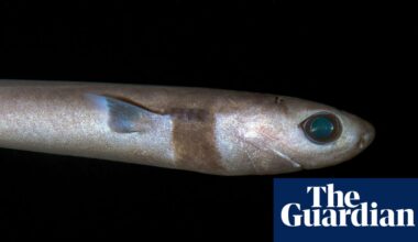 I’m obsessed with deep-sea sharks: I felt intrigued by how strange they looked | Sharks