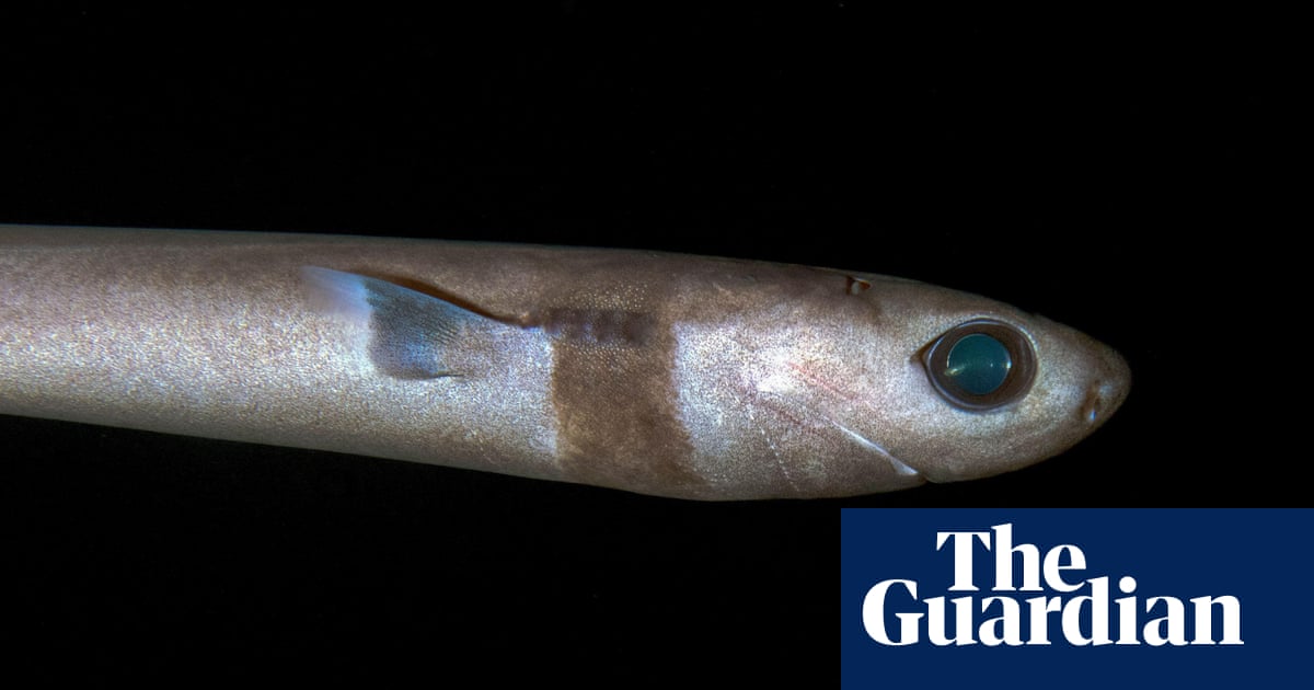 I’m obsessed with deep-sea sharks: I felt intrigued by how strange they looked | Sharks