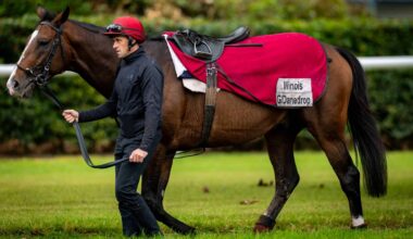 O'Brien's Illinois among those to face unbeaten raider Amiloc takes in Sunday’s Comer Group International Irish St Leger at the Curragh - News