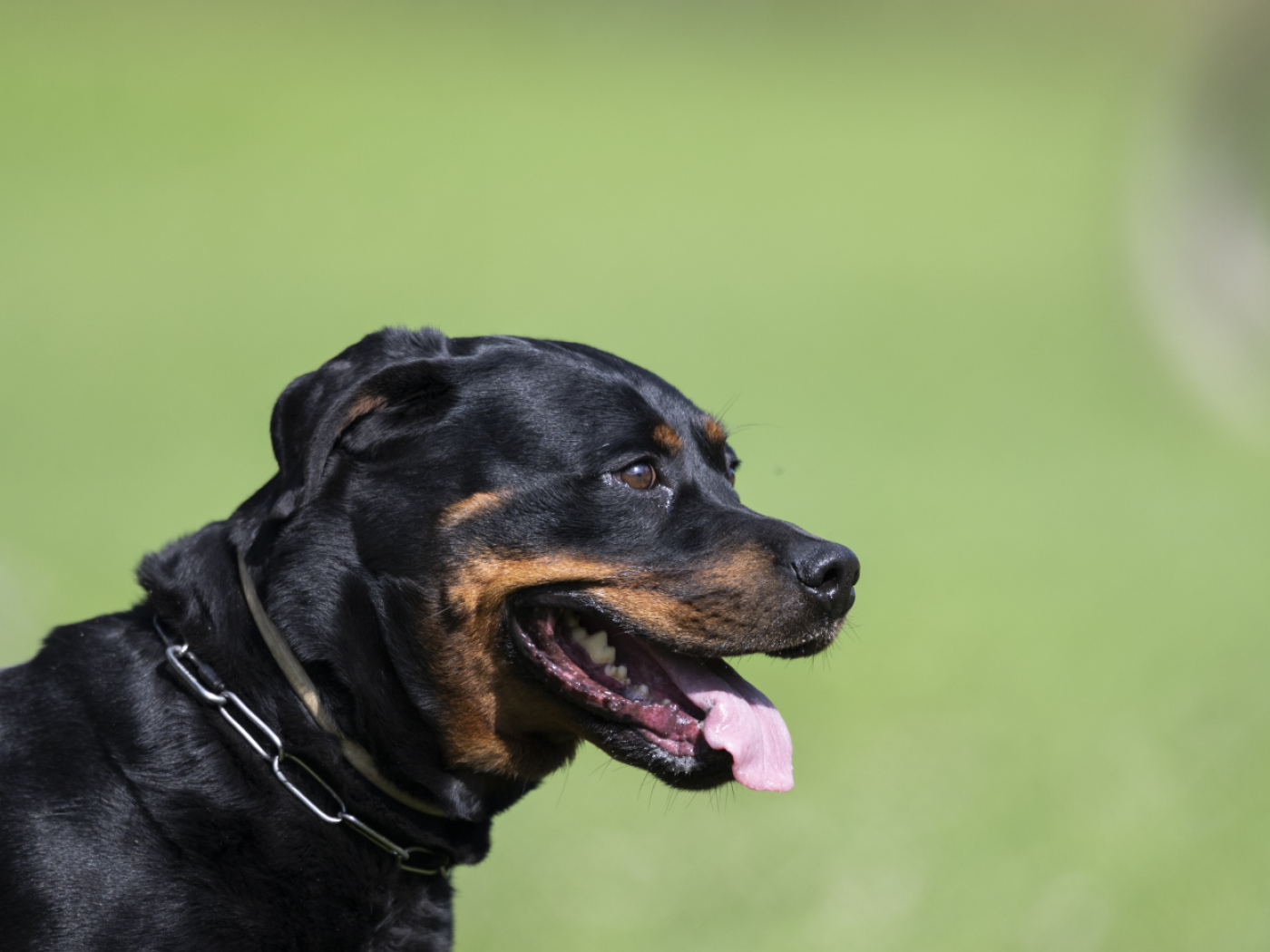 Proceedings are underway against nine Zurich Rottweiler owners