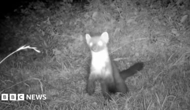 The animal was spotted in the Mendips by conservationists at the Patch Wilder project.