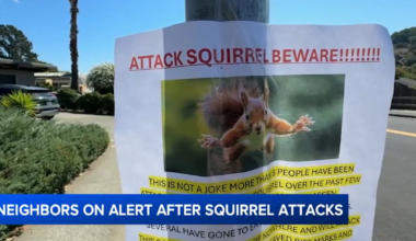‘Very Mean’ Squirrel Sends 2 Women to the ER After Bloody Attacks