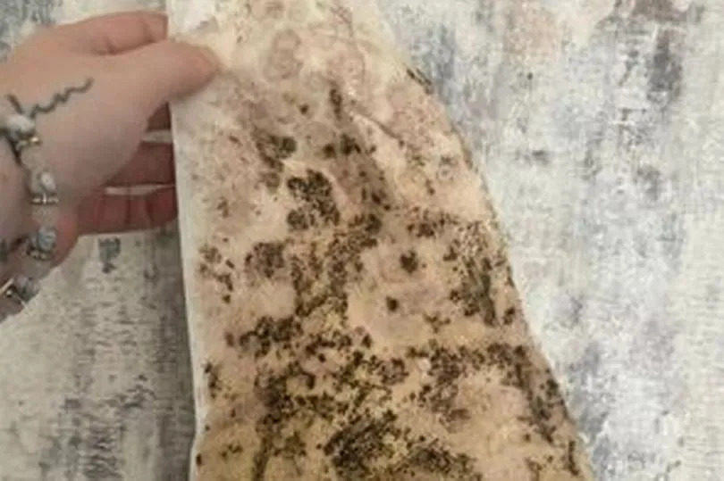 Mould under the wallpaper