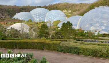 The Eden Project. Biomes are built within a former quarry whose sides are covered with trees. There are palm trees in the foreground next to a path with a neatly trimmed hedge running along it. Near the biomes are trees and varied planting.