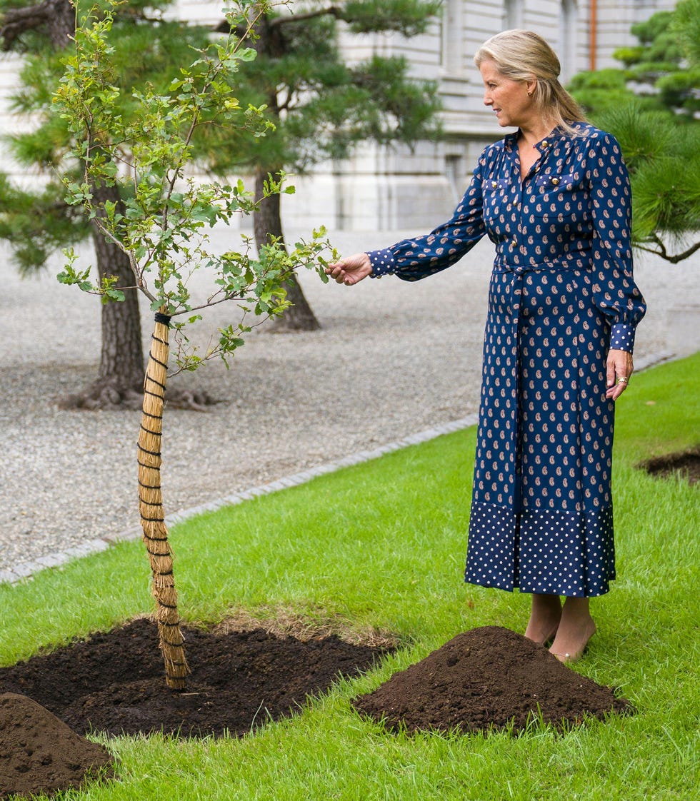 alamy live news. 3cn4464 the duchess of edinburgh after helping to plant an oak sapling taken from the tree planted by queen elizabeth ii during the state visit in 1975, to symbolise the continuing close relationship between the royal household and the imperial household at the akasaka residence in tokyo, on day one of her visit to japan. picture date: friday september 19, 2025. this is an alamy live news image and may not be part of your current alamy deal . if you are unsure, please contact our sales team to check.