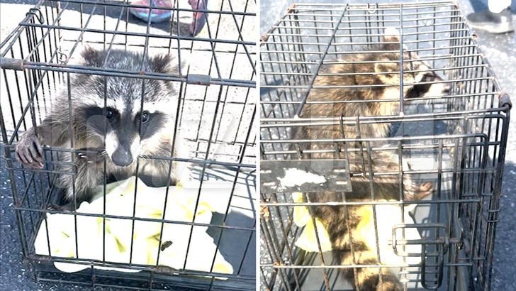 090825_raccoon_cpr_kal