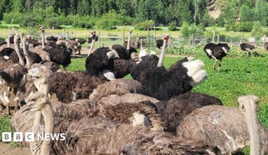 An image showing a flock of ostriches pictured at the Universal Ostrich Farm in British Columbia. They are standing in a fenced enclosure on green grass. Behind them is a hill with green spruce trees.
