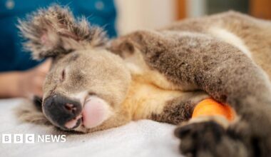 A koala, eyes closed, lying on a hospital bed with an orange bandage around its arm