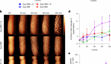 Polymyxin B lethality requires energy-dependent outer membrane disruption