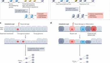 Unravelling the genetics and epigenetics of the ageing tumour microenvironment in cancer