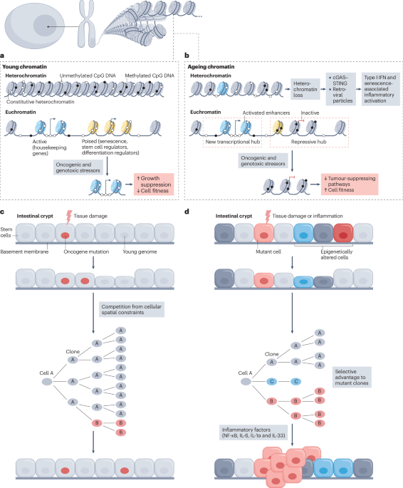 Unravelling the genetics and epigenetics of the ageing tumour microenvironment in cancer
