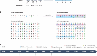 Advances in haplotype phasing and genotype imputation
