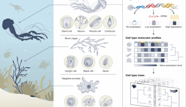 The Biodiversity Cell Atlas: mapping the tree of life at cellular resolution