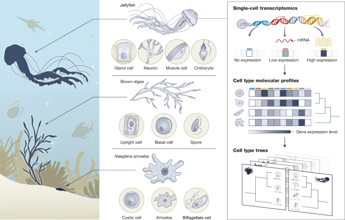 The Biodiversity Cell Atlas: mapping the tree of life at cellular resolution