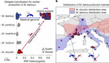 One mother for two species via obligate cross-species cloning in ants