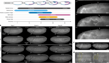 Patterned invagination prevents mechanical instability during gastrulation