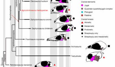 The oldest known lepidosaur and origins of lepidosaur feeding adaptations